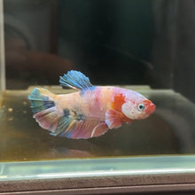 Load image into Gallery viewer, Pastel Dumbo Rainbow Candy Koi Male Betta | WYSIWYG