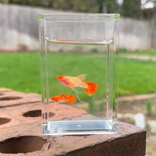 Load image into Gallery viewer, Ribboned Albino Orange Koi Glass Belly Guppy Pair