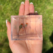 Load image into Gallery viewer, Orange Koi Mosaic Snakeskin Guppy Pair