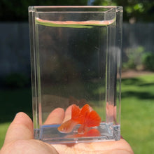 Cargar imagen en el visor de la galería, Albino Red Skirt Guppy Pair