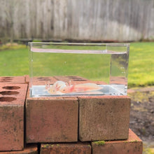 Cargar imagen en el visor de la galería, Axolotl Pair