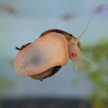 Load image into Gallery viewer, Chestnut (Albino) Mystery Snail