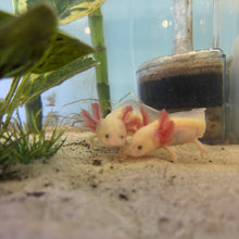 Load image into Gallery viewer, Bonded Baby GFP Lucy Axolotl Pair | WYSIWYG