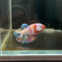 Load image into Gallery viewer, Pastel Dumbo Rainbow Candy Koi Male Betta | WYSIWYG