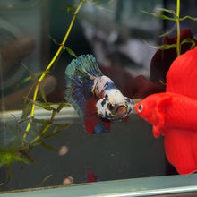 Load image into Gallery viewer, Bold Galaxy Candy Koi Male Betta | WYSIWYG B3