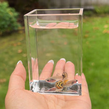 Load image into Gallery viewer, Yellow Tiger Mosaic Glass Belly Guppy Pair