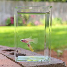 Load image into Gallery viewer, Ribboned Yellow Lace Glass Belly Guppy Pair