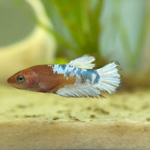 Load image into Gallery viewer, Hellboy Female Betta "red, white, & blue" | WYSIWYG