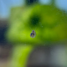 Cargar imagen en el visor de la galería, 10 Live Snails | Pea Puffer Food