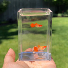 Load image into Gallery viewer, Albino Orange Koi Glass Belly Guppy Pair