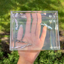 Load image into Gallery viewer, Blue Marble Dot Betta Sorority Pack