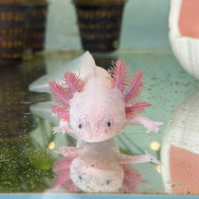 Load image into Gallery viewer, "Pudgy" Baby Blue Gill Dirty Leucistic (Lucy) Axolotl | WYSIWYG