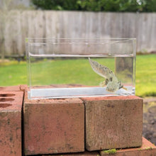 Load image into Gallery viewer, GFP Wild Type Axolotl