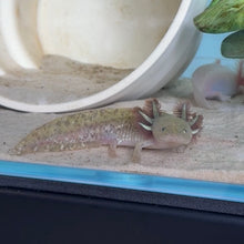 Load image into Gallery viewer, Baby Copper Axolotl