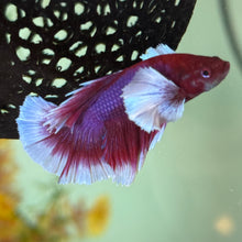 Cargar imagen en el visor de la galería, Lavender Dumbo Ear Halfmoon Male Betta | WYSIWYG