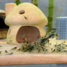 Cargar imagen en el visor de la galería, Blue Jelly Shrimp | Neocaridina