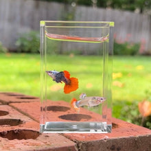 Load image into Gallery viewer, Dumbo Red Guppy Pair
