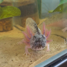 Cargar imagen en el visor de la galería, "Boots" Juvenile Piebald Axolotl | WYSIWYG
