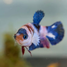 Cargar imagen en el visor de la galería, Candy Female Betta | WYSIWYG