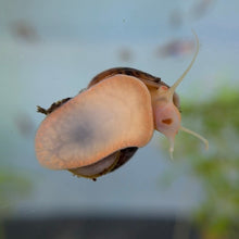 Load image into Gallery viewer, Chestnut (Albino) Mystery Snail