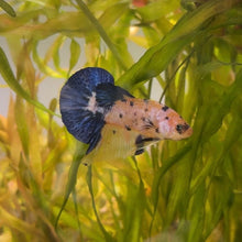 Load image into Gallery viewer, Blue & Yellow Candy Koi Male Betta | WYSIWYG