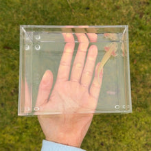 Load image into Gallery viewer, GFP Dirty Leucistic (Lucy) Axolotl