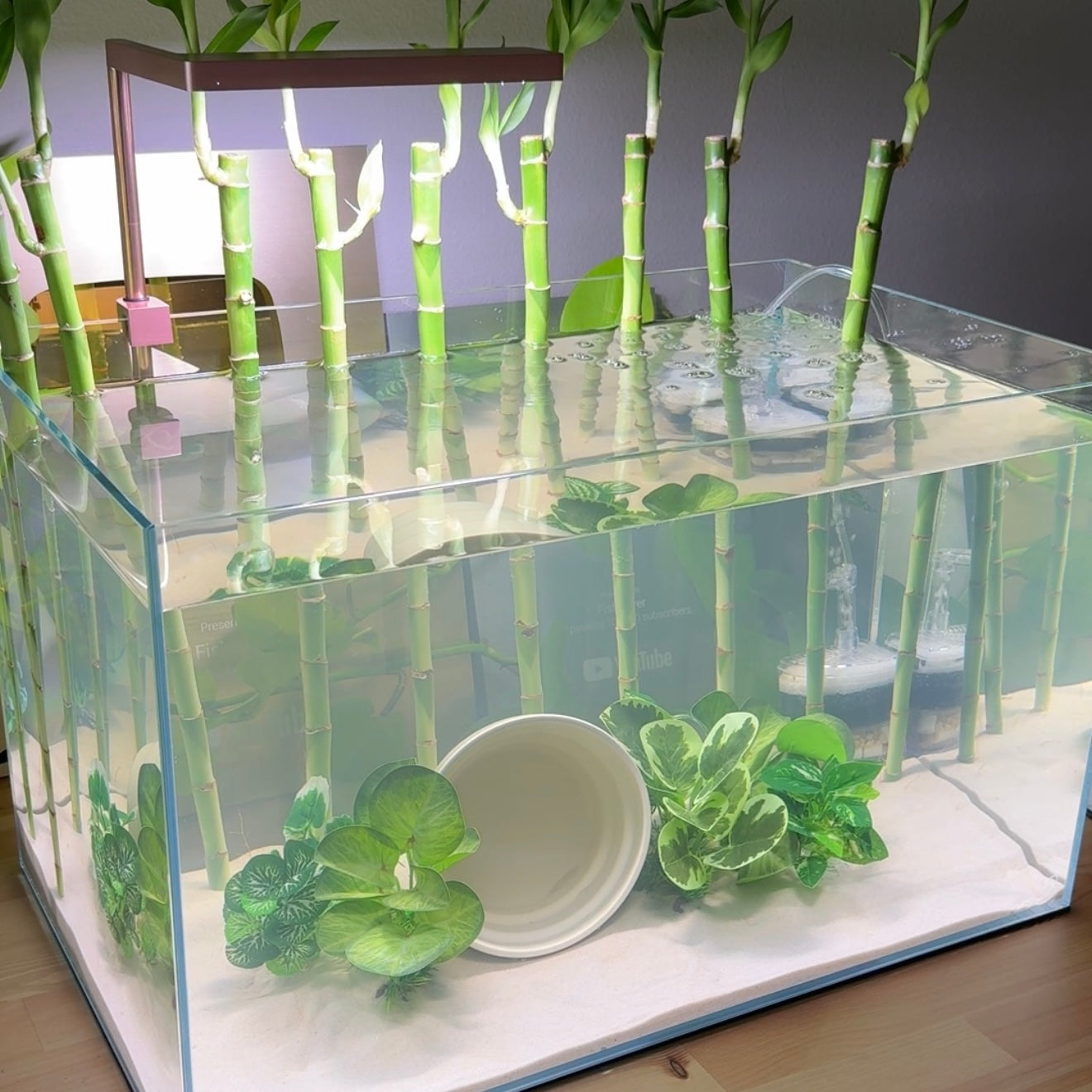 lucky bamboo tank Lucky Bamboo