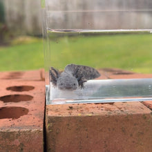 Cargar imagen en el visor de la galería, Axanthic Axolotl