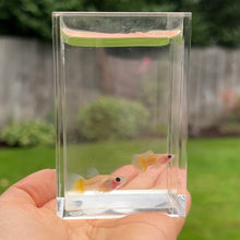 Load image into Gallery viewer, Banana Glass Belly Guppy Pair