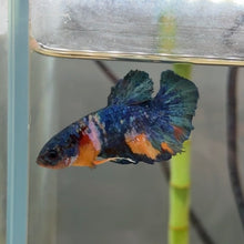 Load image into Gallery viewer, Bold Blue Galaxy Candy Koi Male Betta | WYSIWYG