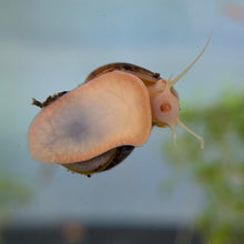 Load image into Gallery viewer, Chestnut (Albino) Mystery Snail