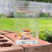 Load image into Gallery viewer, Ribboned Dragon Mosaic Glass Belly Guppy Pair