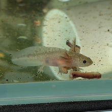 Load image into Gallery viewer, Baby Axanthic Copper Axolotl