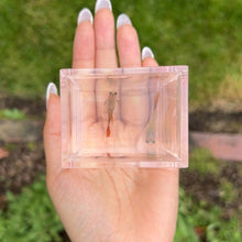 Load image into Gallery viewer, Ribboned Dragon Mosaic Glass Belly Guppy Pair