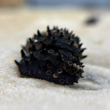 Load image into Gallery viewer, King Koopa Nerite Snail