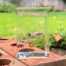 Load image into Gallery viewer, Yellow Tiger Mosaic Glass Belly Guppy Pair