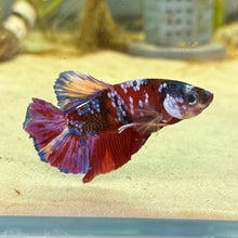Load image into Gallery viewer, Purple Galaxy Candy Koi Male Betta | WYSIWYG