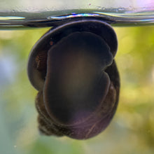 Cargar imagen en el visor de la galería, Mystery Snails - All Morphs