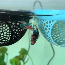 Load image into Gallery viewer, Rainbow Sparkle Candy Koi Female Betta | WYSIWYG