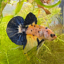Load image into Gallery viewer, Blue & Yellow Candy Koi Male Betta | WYSIWYG