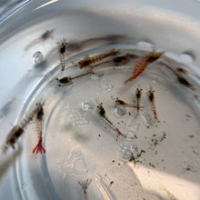 Load image into Gallery viewer, Cull Pack Shrimp | 10 Cull Shrimp