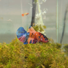 Cargar imagen en el visor de la galería, Orange Rainbow Candy Koi Male Betta | WYSIWYG