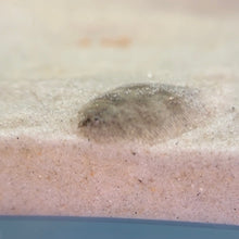 Load image into Gallery viewer, Flounder Fish | Live Fish