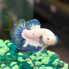 Cargar imagen en el visor de la galería, Teal Iridescent Male Betta | WYSIWYG C7