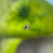 Cargar imagen en el visor de la galería, 10 Live Snails | Pea Puffer Food
