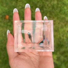 Load image into Gallery viewer, Blue Koi Snake Skin Guppy Pair