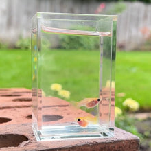 Cargar imagen en el visor de la galería, 2 Pregnant Yellow Lace Glass Belly Guppy