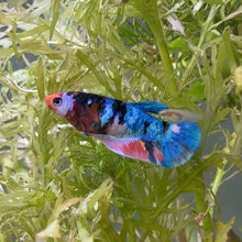 Load image into Gallery viewer, Rainbow Koi Galaxy Female Betta | WYSIWYG