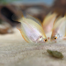 Cargar imagen en el visor de la galería, Honey Fire Gourami