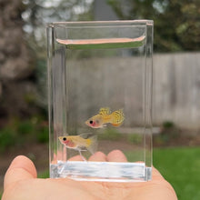 Load image into Gallery viewer, Ribboned Metal Lace Glass Belly Guppy Pair